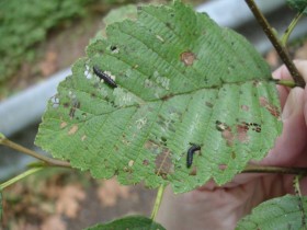 alder leaf beetle (12)