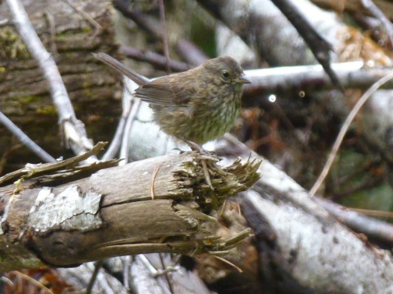 sparrow on habitat pile