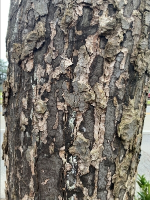 sooty bark